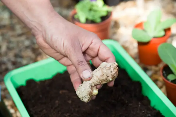 Growing ginger - inserting a ginger root into compost