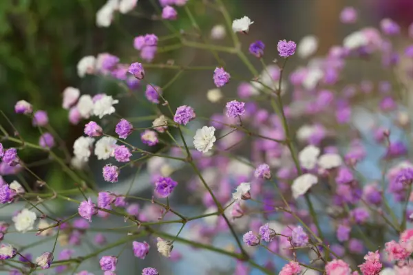 Cómo cultivar GypSophila (aliento del bebé)