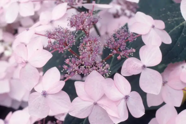 Hydrangea macrophylla 