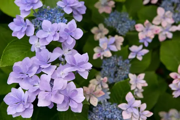 Hydrangea macrophylla 