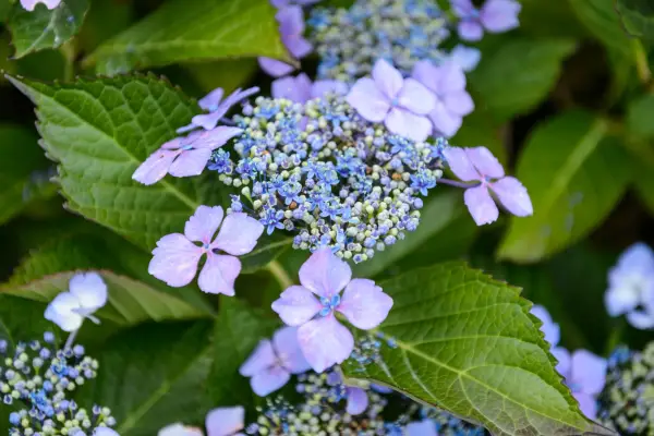 Hydrangea serrata 