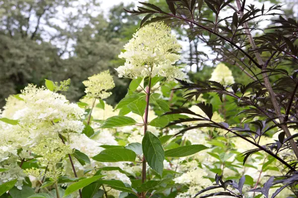 Hydrangea paniculata 