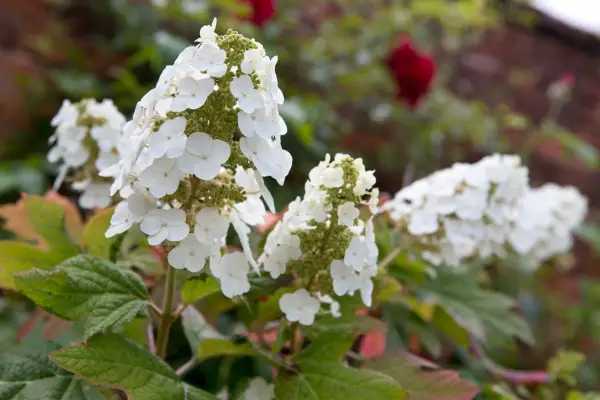 Hydrangea quercifolia