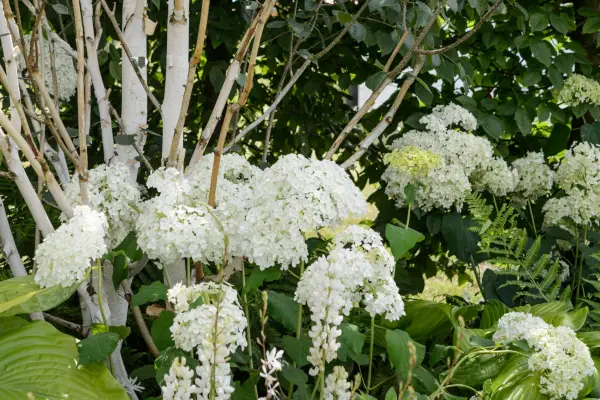 Hydrangea arborescens 