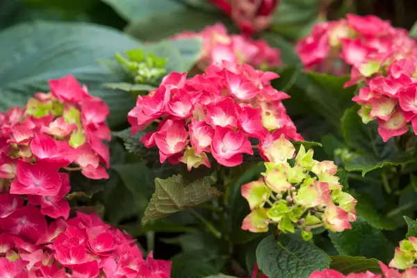 Hydrangea macrophylla 