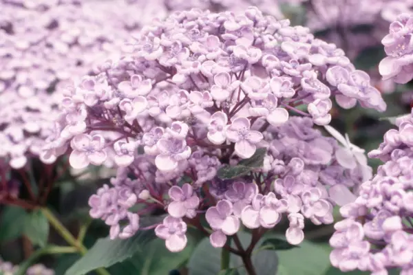 Hydrangea macrophylla 