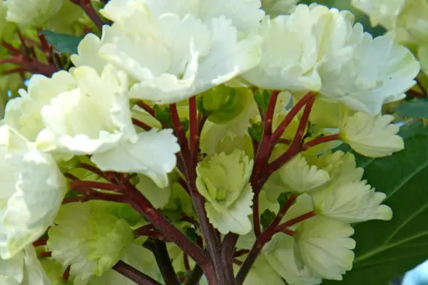 Hydrangea macrophylla 