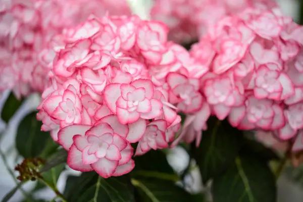 Hydrangea macrophylla 