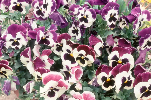 Pansy 