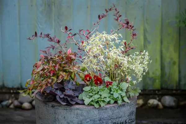 How to grow pansies - pansies growing in a pot with berberis, heuchera and nandina
