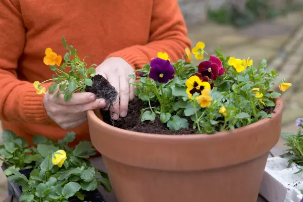 How to grow pansies - planting pansies in a pot