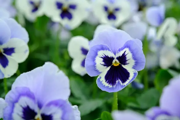 Pansy 