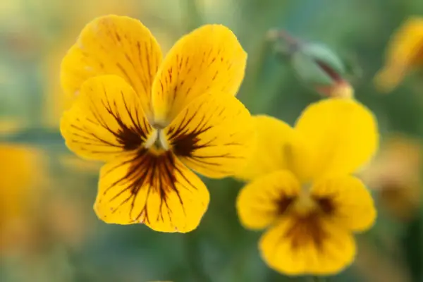 How to grow pansies - Pansy 