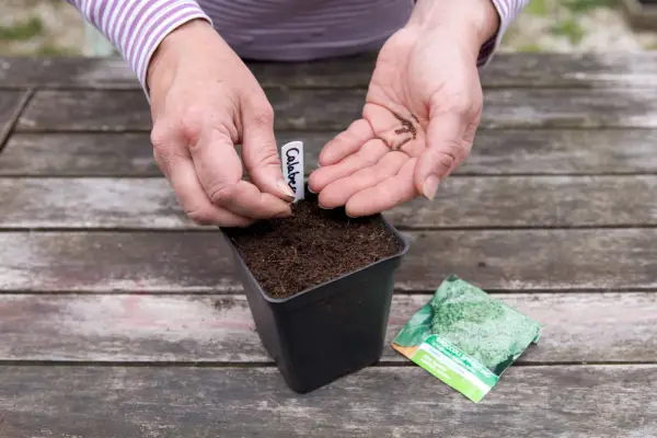 Sowing purple sprouting broccoli seed