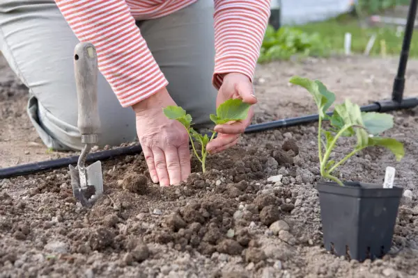 Transplanting the young plants
