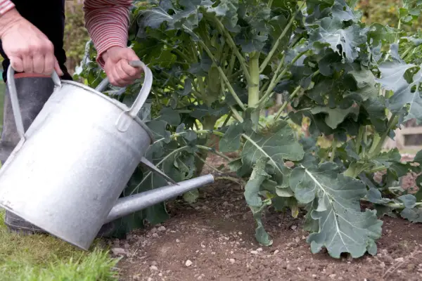 Watering the broccoli plants