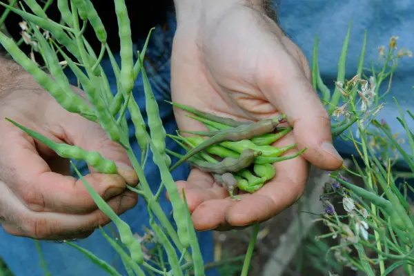 Hvordan man dyrker rotters hale radiser