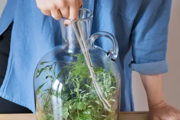 How to look after a terrarium - pruning terrarium plants