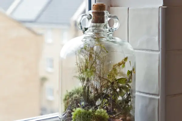 How to look after a terrarium - how to revive sick terrarium plants
