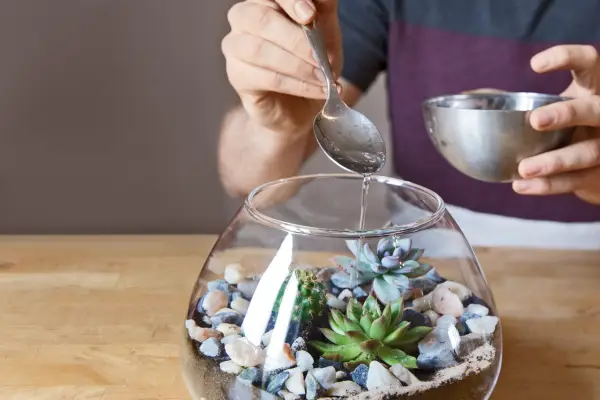 How to look after a terrarium - watering terrarium plants