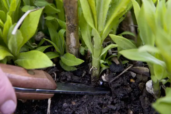 Taking a basal cutting