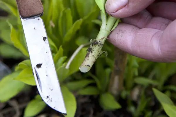 Trimming the cutting with a knife