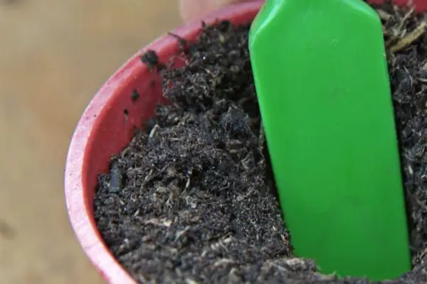 Using the dibber to insert the cutting