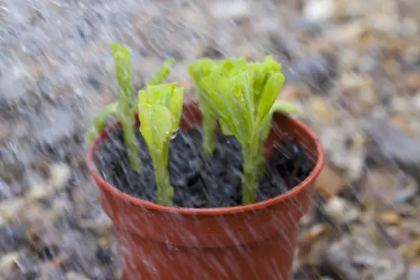 Watering the cuttings