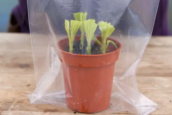 Cuttings in a plastic bag