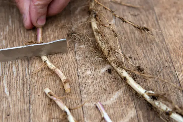 Cutting the roots to short lengths