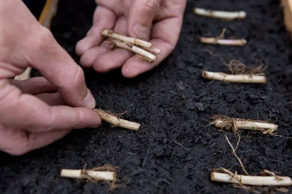 Laying the cuttings on a tray of compost