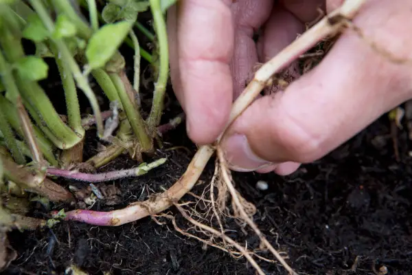 Como fazer estacas de hortelã