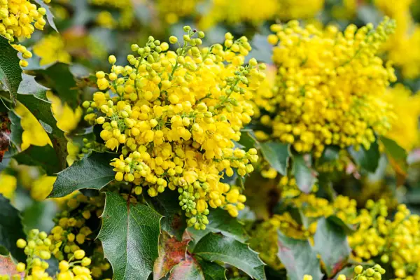 Mahonia 