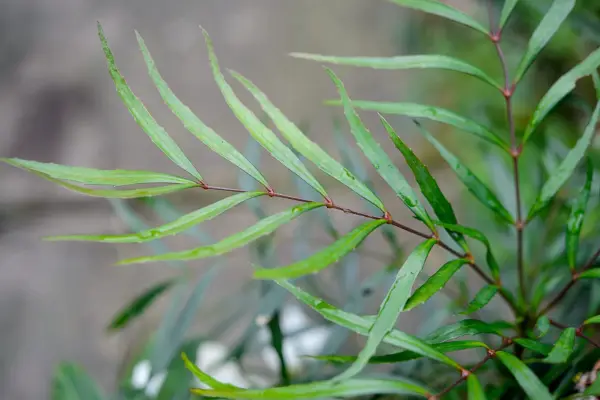 Foliage of Mahonia 