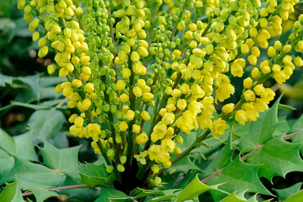 Mahonia 