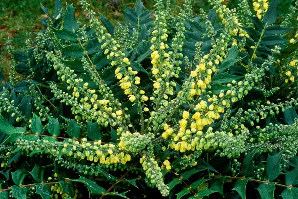 Mahonia 
