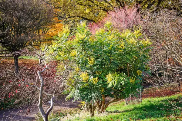 成長するのに最適な5つのマホニア