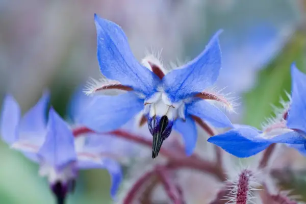 How to grow borage - where to grow borage