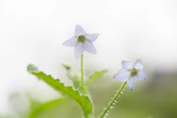 How to grow borage - borage varieties to grow