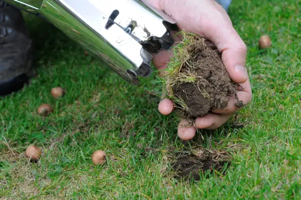 Planting crocus bulbs in a lawn