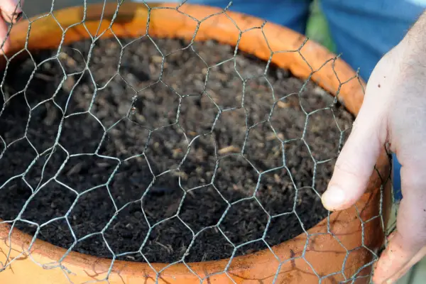 How to grow crocuses - pot of planted crocus bulbs covered in chicken wire