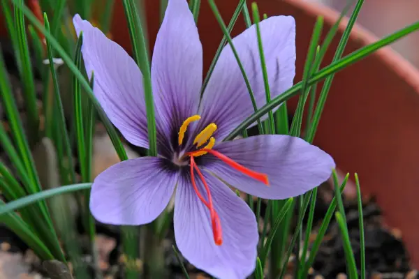 How to grow crocuses - Crocus sativus