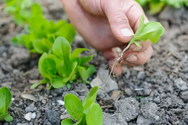 How to grow lettuce - weeding around lettuces
