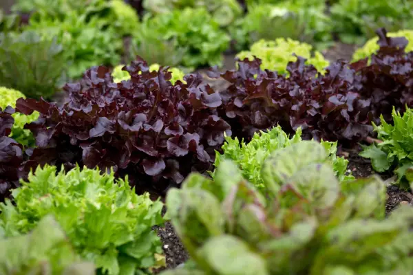 Lettuce varieties