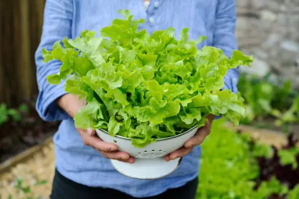 How to grow lettuce