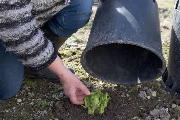 How to grow sea kale - forcing sea kale