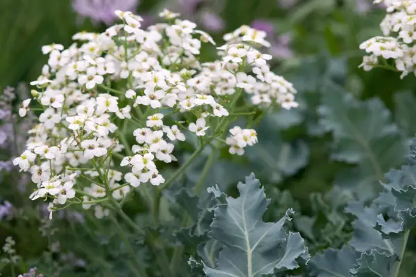 How to grow sea kale