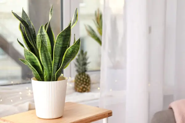 Snake plants will thrive in most light conditions