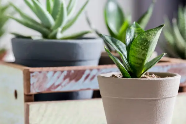 The compact Sansevieria trifasciata 