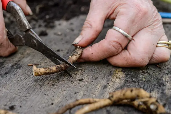 Dividing the root into pieces